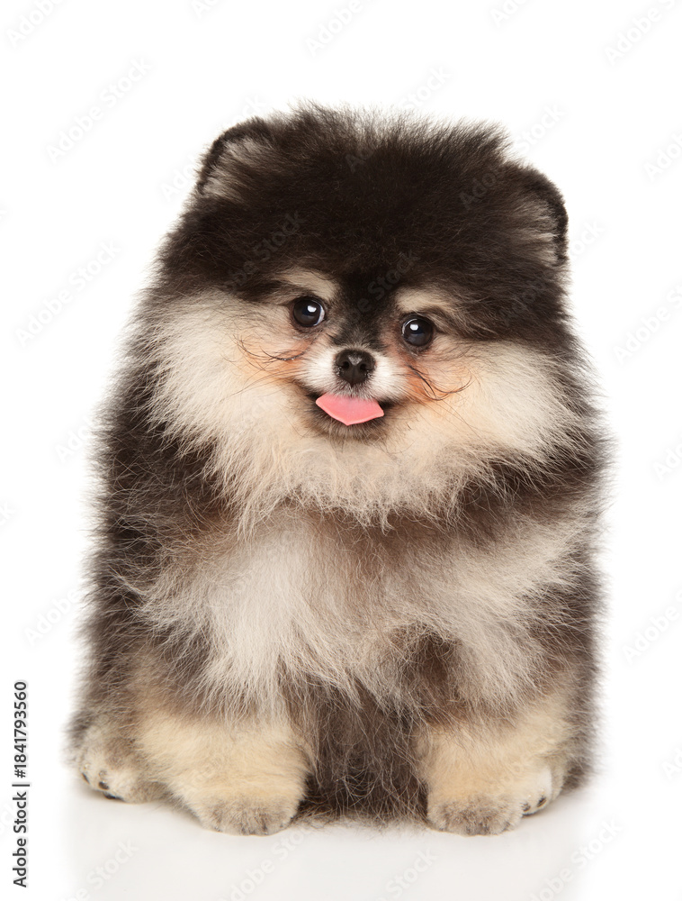 Obraz premium Playful Fluffy Pomeranian Puppy