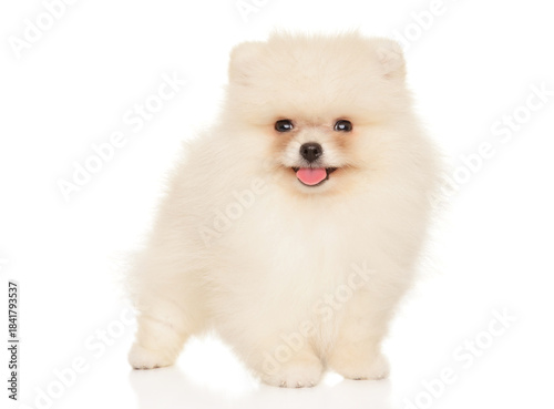 Fluffy Pomeranian puppy smiling and standing proud