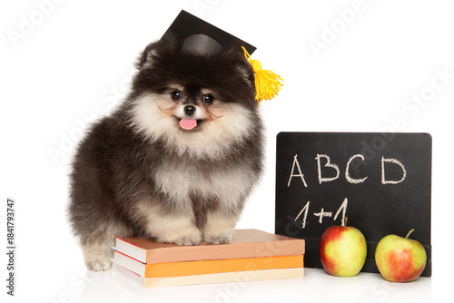 Adorable Pomeranian puppy in graduation cap with school board
