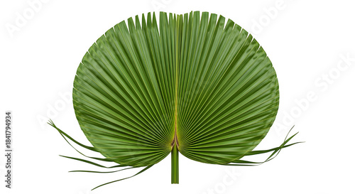 Green palmate palm leaf isolated on transparent background