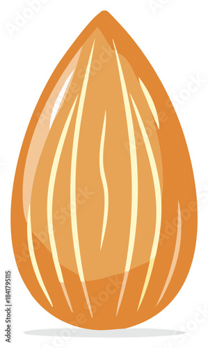 Peeled almond nut isolated vector illustration healthy food snack ingredient