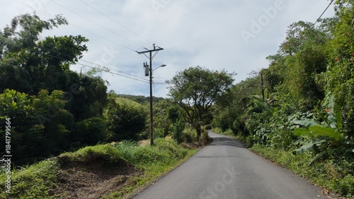 Idyllic Palm-Lined Beach in Costa Rica