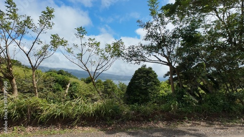 Idyllic Palm-Lined Beach in Costa Rica