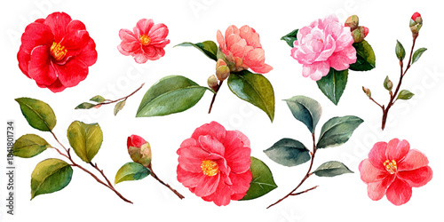 Collection of beautiful watercolor camellia flowers and leaves in various shades of pink and red