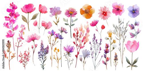 Collection of delicate watercolor floral illustrations featuring various flowers and botanical elements