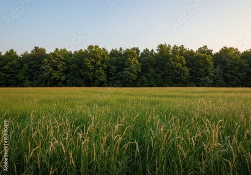 Beautiful natural boundary where an extensive woodland ecosystem transitions into a wide, peaceful field of green, tall grasses under clear sky, quiet, sky, natural