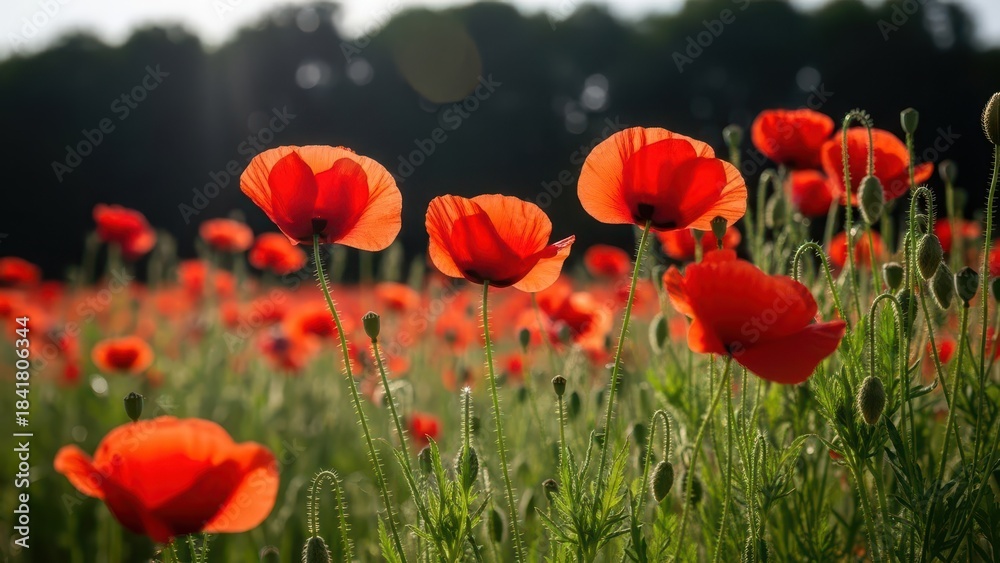 Naklejka premium Field of Red Poppies in Soft Sunlight