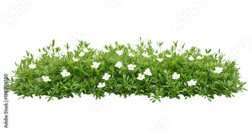 Dense green ground cover with numerous small white flowers isolated on a transparent background foliage