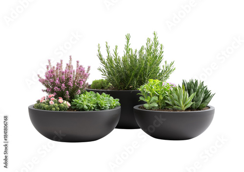 Three dark gray modern round planters filled with various green plants and pink flowers isolated on a transparent background