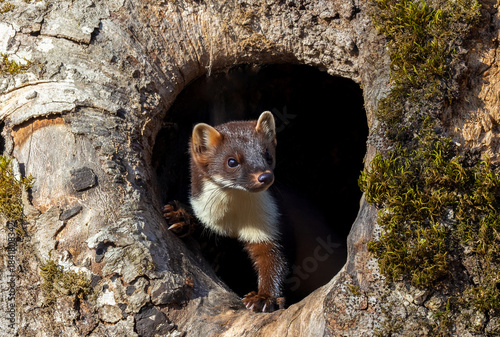 A pine marten (Martes martes) emerging from its burrow