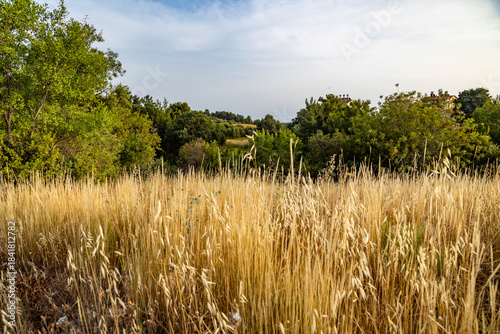 Close-up of golden oat spikes against green trees and cloudy sky on a sunny spring day. Turkey, Mediterranean.