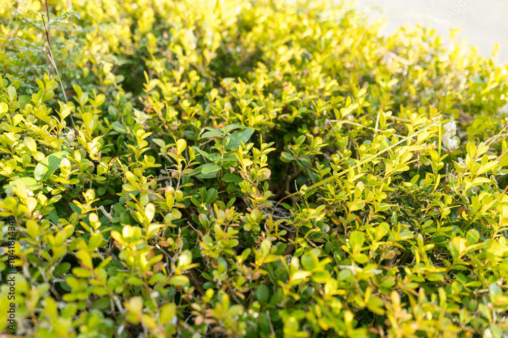 Obraz premium ビジネスにも使える爽やかなグリーンバックグラウンド