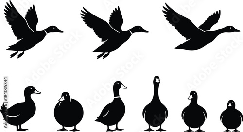 Vector Black Silhouette Set of Flying and Standing Ducks with Different Poses for Hunting, Wildlife, Nature, Outdoor, and Waterfowl Concepts.