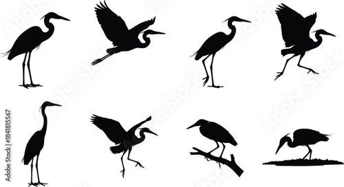 Vector Black Silhouette Set of Great Blue Herons and Egrets in Standing, Flying, and Hunting Poses for Wildlife, Nature, Swamp, and Bird Concepts.