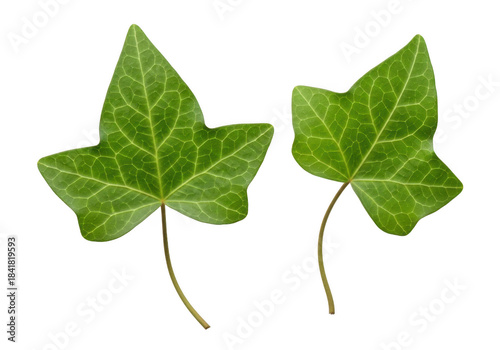 Two green ivy leaves with detailed veins, isolated on a transparent background
