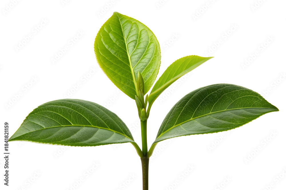Fototapeta premium Green plant leaves and a branch of fresh spring foliage are isolated on a white background