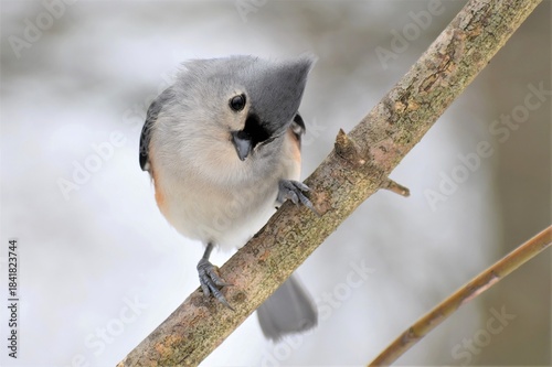 Photography Tufted titmouse with cocked head on a winter day