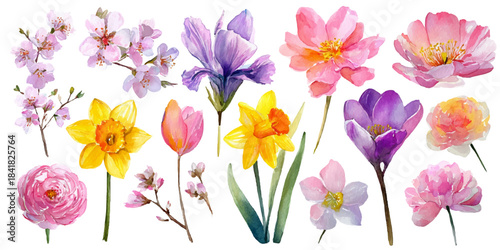 Collection of delicate watercolor spring flowers including tulips daffodils irises and peonies on white background
