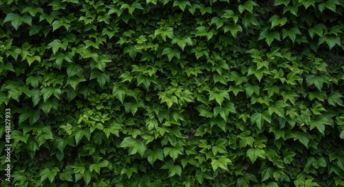 Lush green ivy and leaves creating a dense, natural texture covering a solid wall, suitable for eco-friendly design backgrounds, organic, exterior, growth