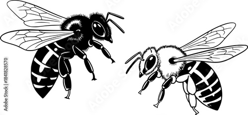 Honeybee | Black and White Vector illustration
