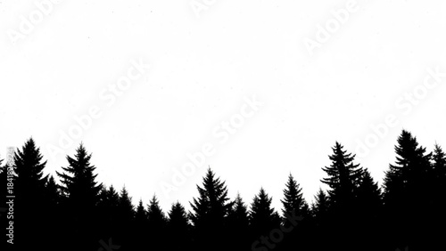 Silhouette of a dense forest with tall evergreen trees isolated on at sunset