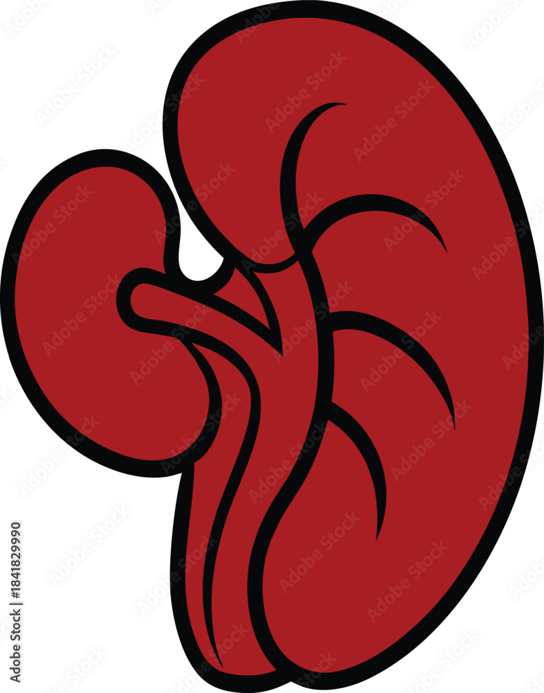 Fototapeta premium Stylized Cartoon Red Human Kidney with Black Outline vector illustration EPS file download. 