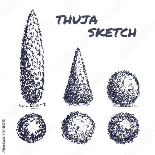 Hand drawn thuja topiary bushes collection
