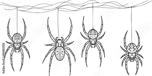 Hand drawn vector illustration of four distinct spiders suspended on threads in varying sizes and poses
