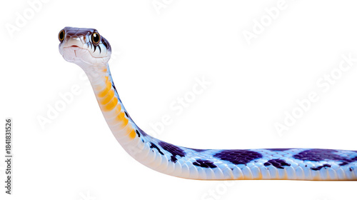 Snake with blue and black spots long slender body yellow and white underbelly isolated on transparency background curious expression detailed scales wildlife reptile nature animal