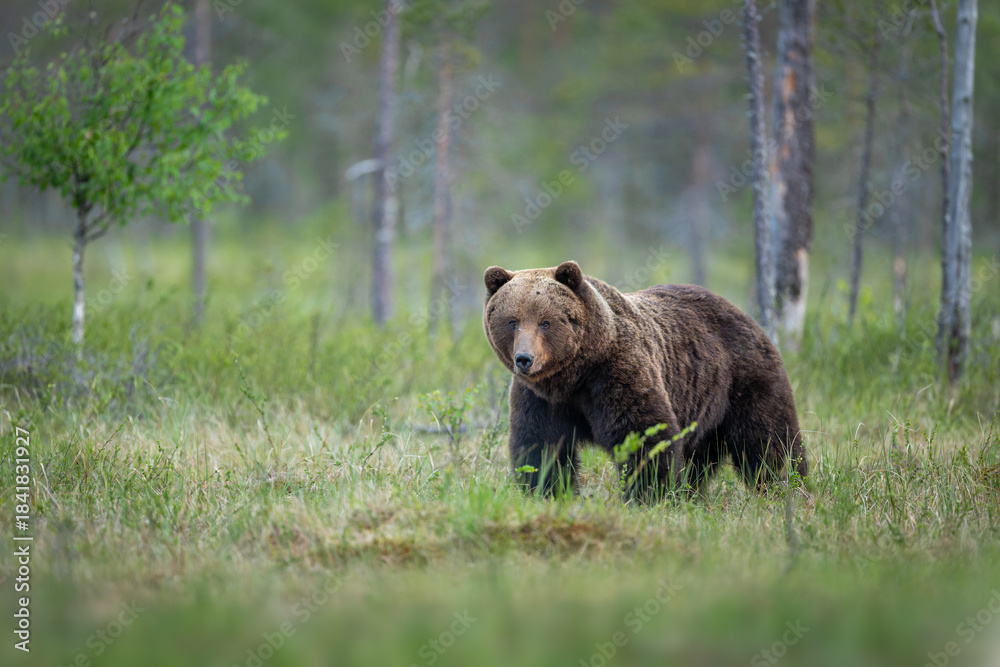 Fototapeta premium Wild brown bear ( Ursus arctos )