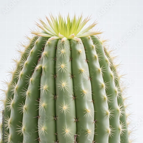 Barrel cactus close-up with lime crown and radiating spines