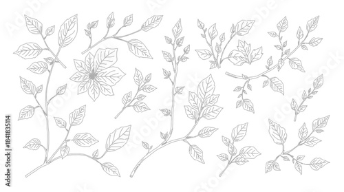 Detailed line art illustrations of various botanical branches with leaves and buds.