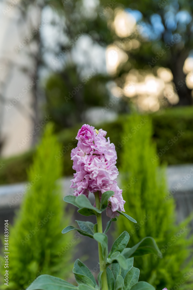 Obraz premium 光を浴びる八重咲きストックの花