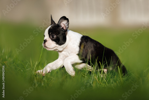 cute boston terrier puppy running on grass in summer