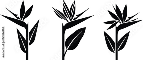 Bird of paradise silhouette, floral vector, tropical flower sketch, botanical design, petal symmetry, nature art, cad drawing flat vector illustration