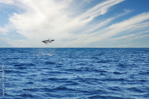 Dolphin jump and play in the open ocean, morning sunrise mood at Lovina beach, Bali, Indonesia