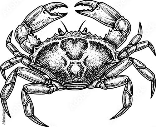 Detailed crab illustration, hand-drawn vintage engraving style artwork for seafood, marine, and editorial design