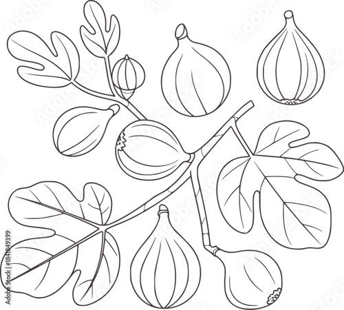 Black and white botanical line of fig tree and fruits
