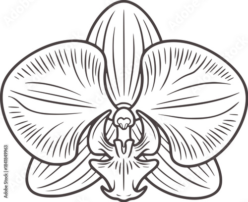 Black and white hand drawn orchid flower intricate line