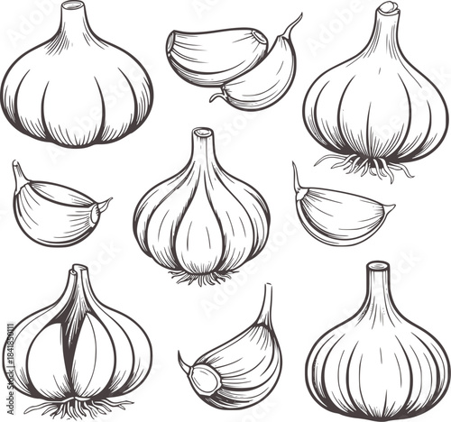 Black and white line collection of garlic bulbs and cloves