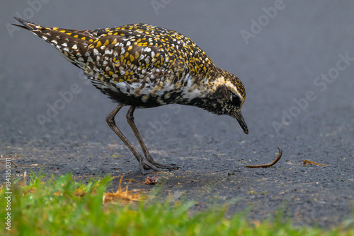 Pacific Golden Plover (Pluvialis fulva) on Kauai, HI