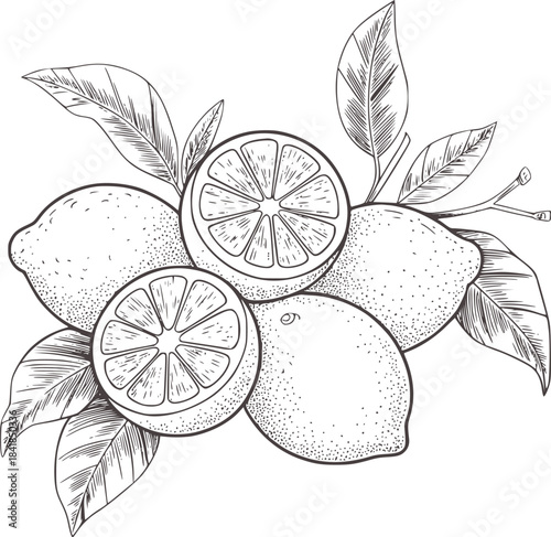 Black and white line of lemons with leaves and cross sections