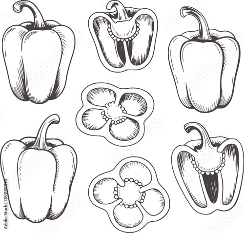 Hand drawn black and white bell peppers and cross sections