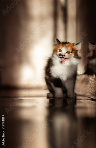 A funny fluffy kitten stands on the floor in a sunny room and meows