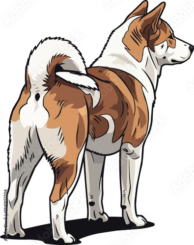 Korean Jindo Dog standing rear view looking away pose