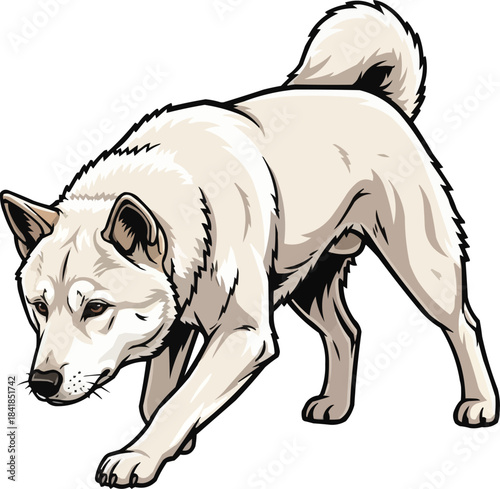 Korean Jindo Dog crouched alert focused hunting stance
