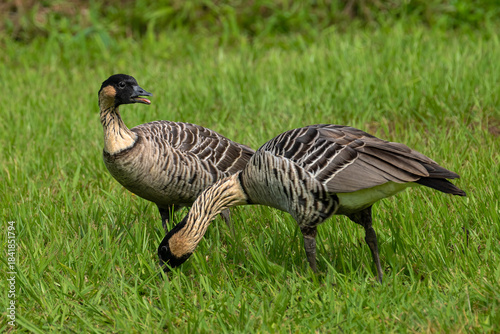 Nene (Branta sandvicensis) Geese on Kauai, HI