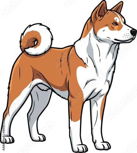 Korean Jindo Dog standing alert looking away pose
