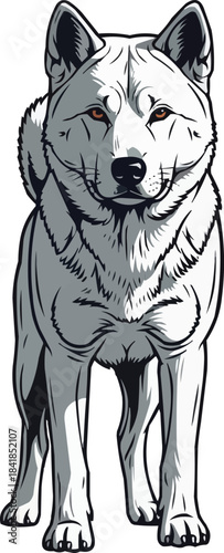 Korean Jindo Dog standing alert intense gaze front view