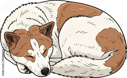 Korean Jindo Dog curled up sleeping cute pose 